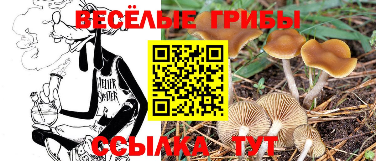 Галлюциногенные грибы Magic Shrooms  Псилоцибиновые грибы Magic Shrooms  где продают   Городец  Вход с VPN 
